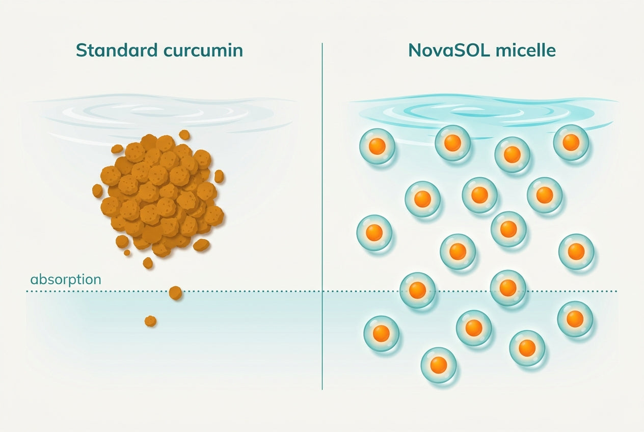 Standard curcumin clumped and poorly absorbed versus NovaSOL micellar curcumin dispersed and well absorbed