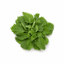 Nettle leaf — ingredient reference